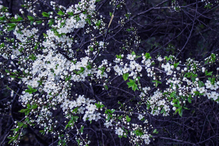 在黑暗背景开花苹果树枝