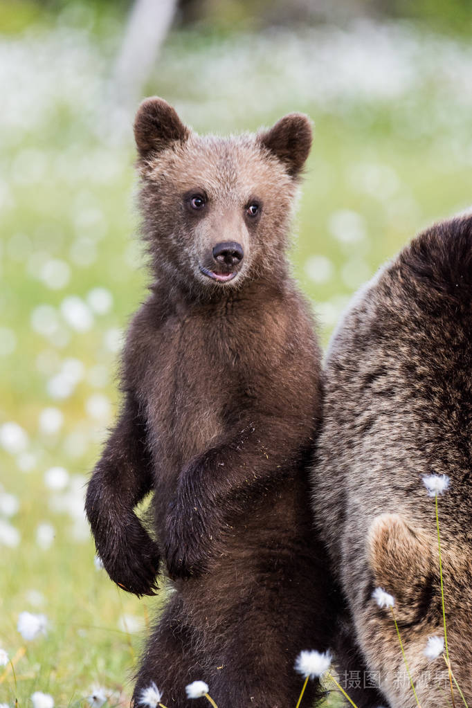 熊幼崽想知道世界
