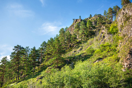 夏天的风景, 山坡上有山和松树。阿尔泰山脉, 南西伯利亚