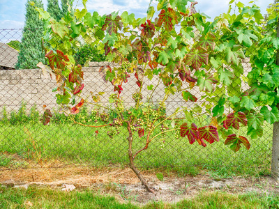 灌木上成熟的葡萄束
