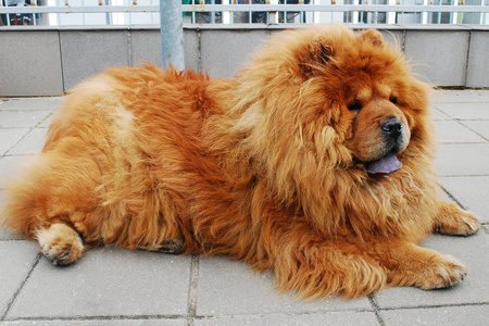 生活在欧洲城市的棕色松狮犬狗图片