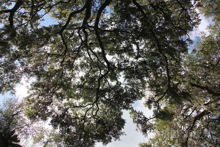 树冠的野生美丽