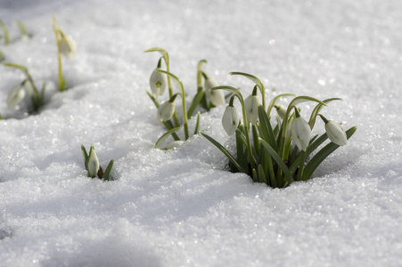 芽雪莲galanthus 极地, 共同雪莲盛开, 早春鳞茎花在花园里生长在雪中