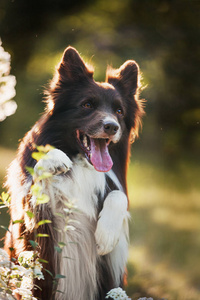 成年狗边境牧羊犬