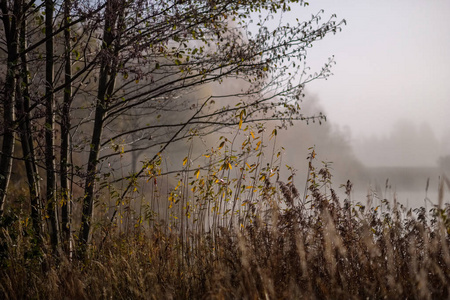 美丽的草排架在秋雾中, 田野浅景深。背景雾