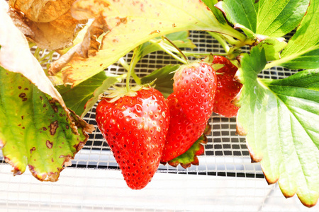 日本千叶草莓农场草莓的红色新鲜度