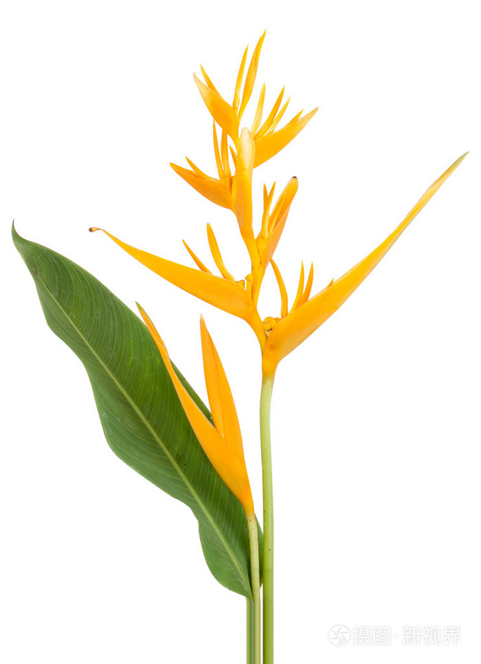 黄色小鹦鹉花蝎尾蕉