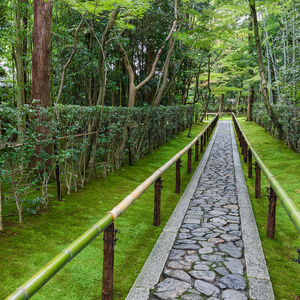 西行寺幽幽子图片