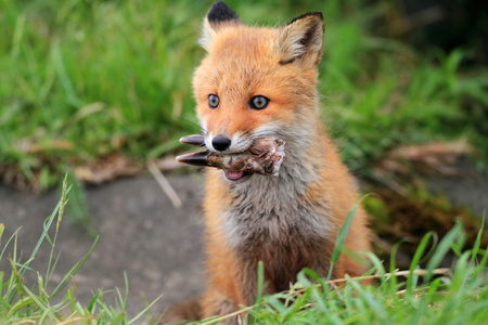 红狐狸 vulpes vulpes 在北海道，日本