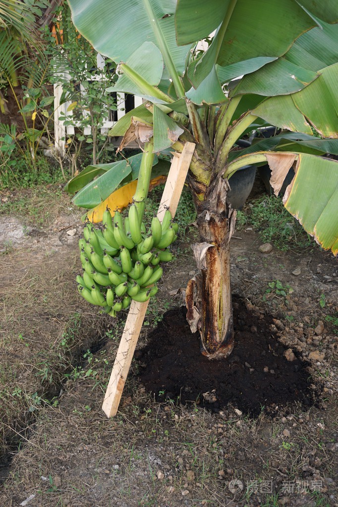 短香蕉树的果实