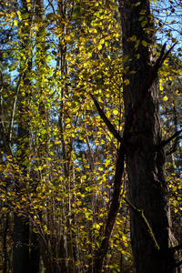 秋天有鲜艳的黄色白桦树树叶和树枝。纹理自然背景