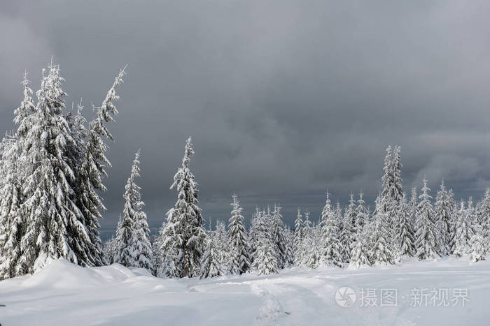 树木覆盖着白霜和在山中雪