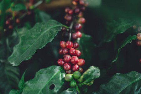 红樱桃咖啡豆阿拉比卡自然界