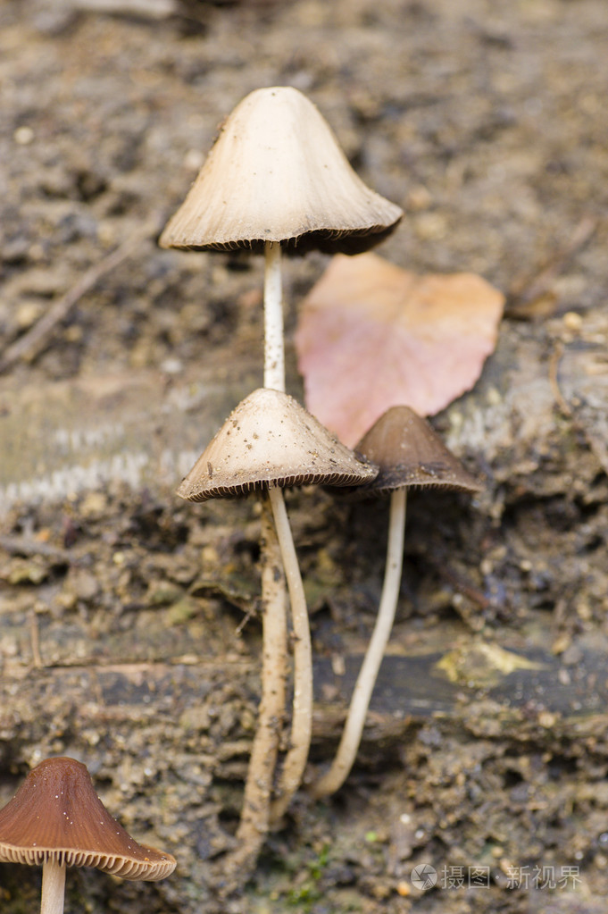 生长在树干上的棕色蘑菇