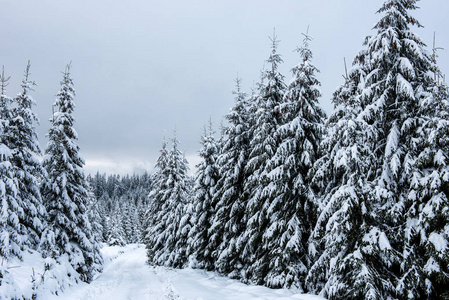 美丽的冬天风景与雪在树图片