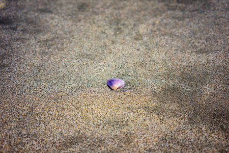 沙滩上的紫色贝壳, 特写视图