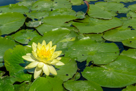 黄色莲花