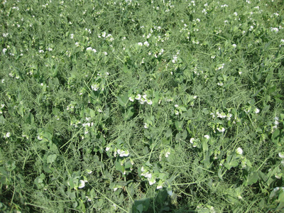 在田野里盛开的豌豆。豆类的开花。豌豆花