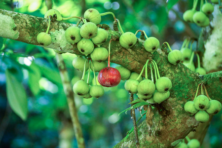 野生无花果无花果树的树枝上照片