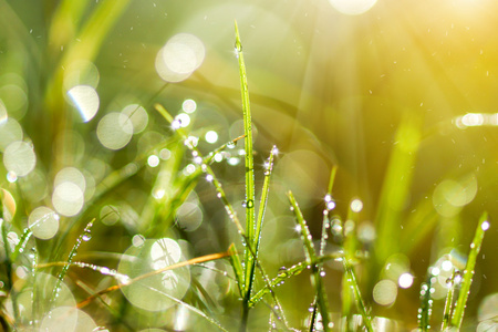 清新的早晨露水在春天草地上,自然的绿色光线背景照片