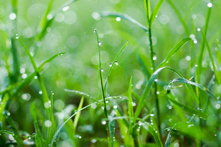 清新的早晨露水在春天草地上，自然的绿色光线背景