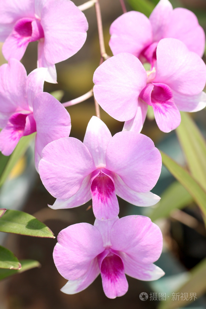 粉红色的兰花在树上