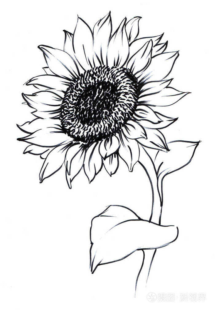 水彩画向日葵画在纸单花轮廓上