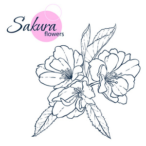 手画日本樱花花.线条艺术风格插图.成人和儿童着色书照片