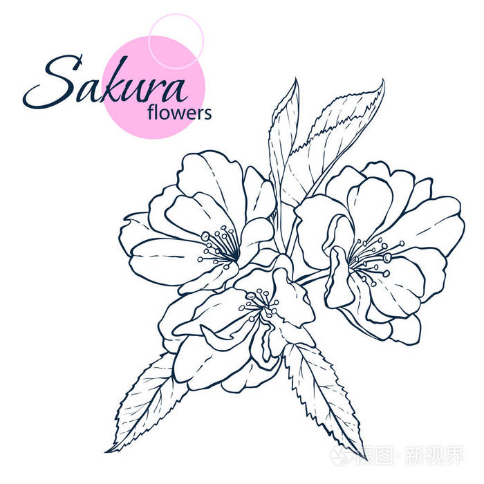 手画日本樱花花 线条艺术风格插图 成人和儿童着色书插画 正版商用图片08lwwc 摄图新视界 手画日本樱花花 线条艺术风格插图 成人和儿童着色书插画 正版商用图片08lwwc 摄图新视界