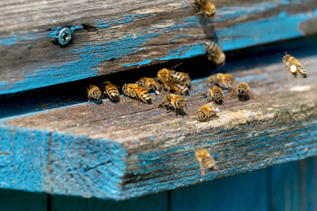 生活的工蜂。蜜蜂将蜂蜜