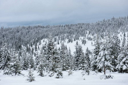 树木覆盖着白霜和在山中雪