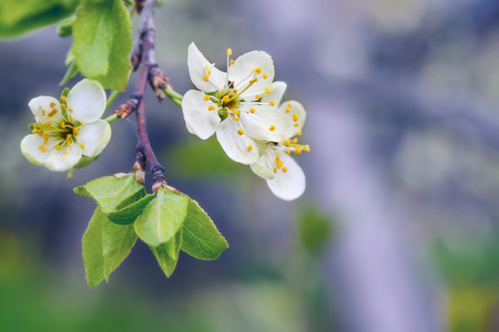 分支与樱桃花