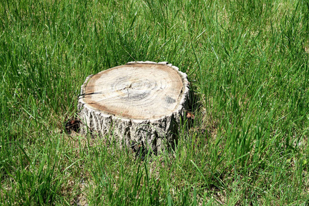 绿草上的木树桩