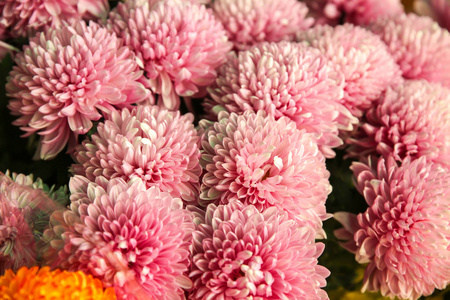 大量美丽的花朵, 特写镜头