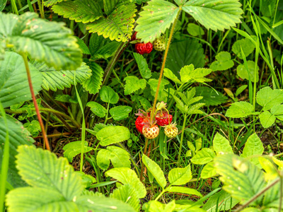 草莓成熟浆果种植场