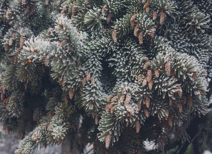冬季霜上云杉圣诞树特写