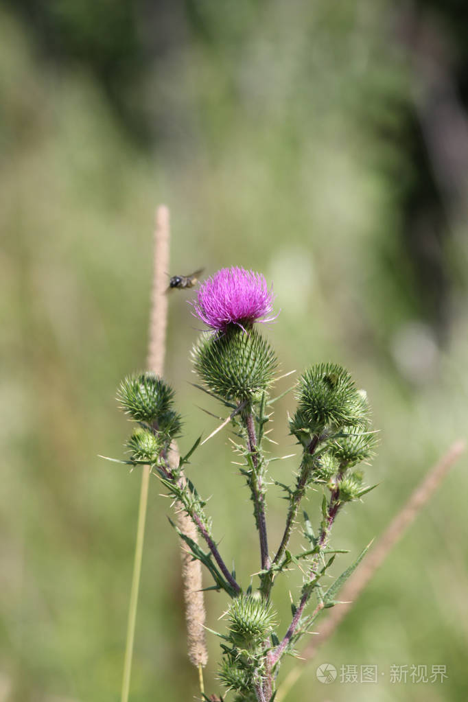公牛蓟, (大蓟), 有刺的杂草与相当紫色的花在顶部, 生长在一个废物