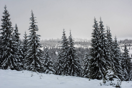冬季仙境, 云杉树森林覆盖着新鲜的雪