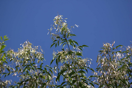 水曲柳飞蛾树的绿叶和白花照片