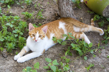 宠物动物可爱的猫