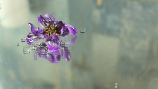 兰花与湿镜反射