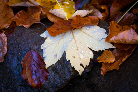 尼斯湿秋季叶子石抽象背景