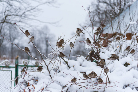 群麻雀在雪覆盖的灌木, 冬天时间
