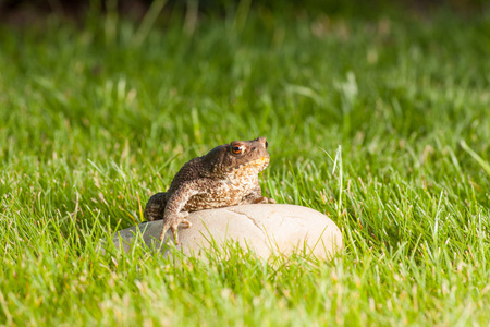 青蛙坐在一块石头上