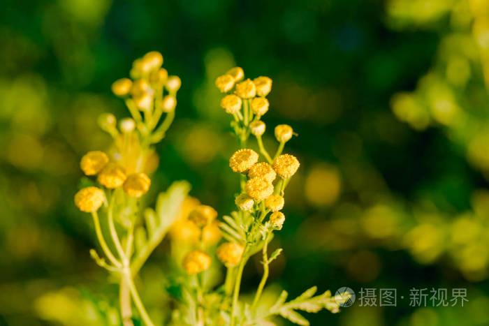 黄色的花朵的常见艾菊，菊花