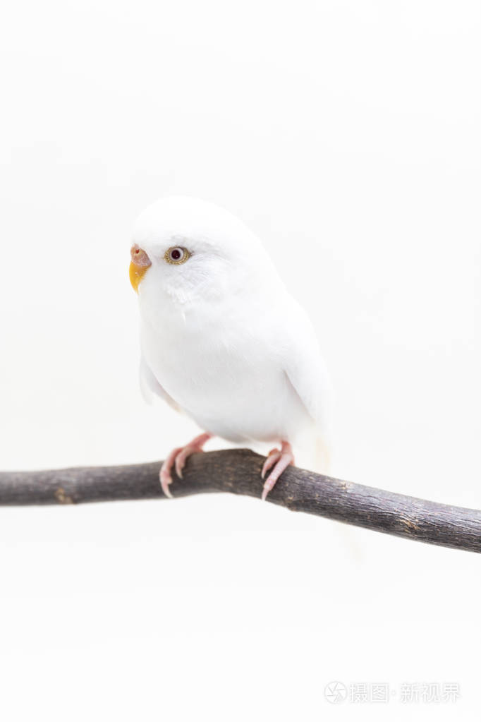 白色鹦鹉鸟鹦鹉白色背景