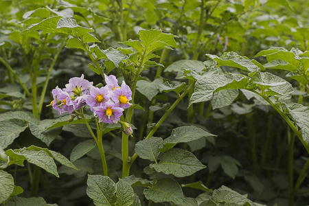 马铃薯田开花, 马铃薯种植 fiels 农民的白花