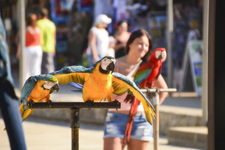 一对鹦鹉, 黄色的腹部, 蓝色的翅膀和绿色的波峰