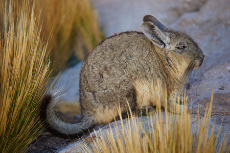 山 Viscacha