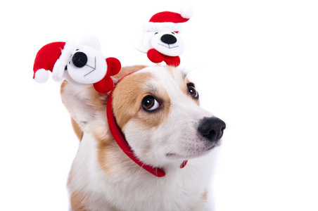 孤立的狗，在白色背景上的圣诞老人帽子